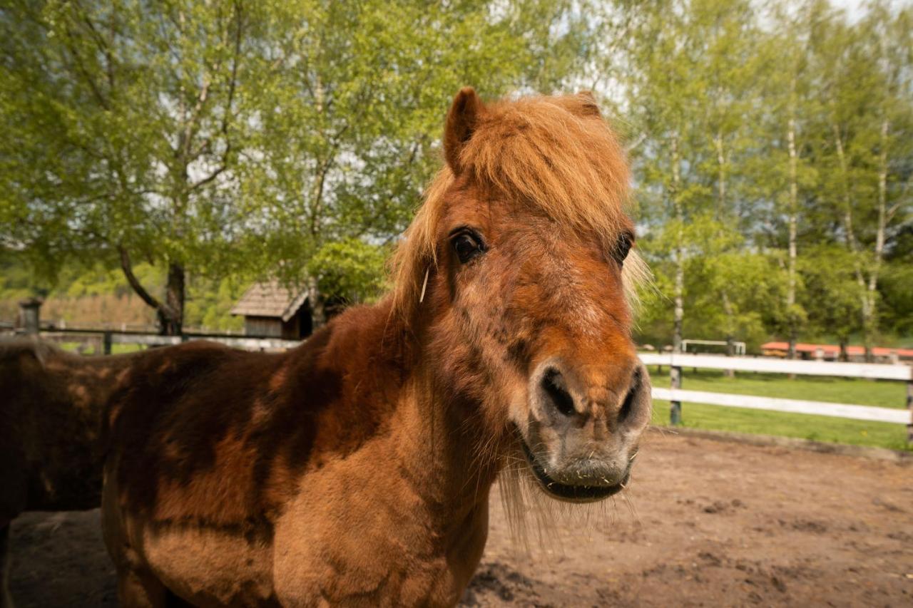 Ferienhof Homann Sauerland Brilon Esterno foto