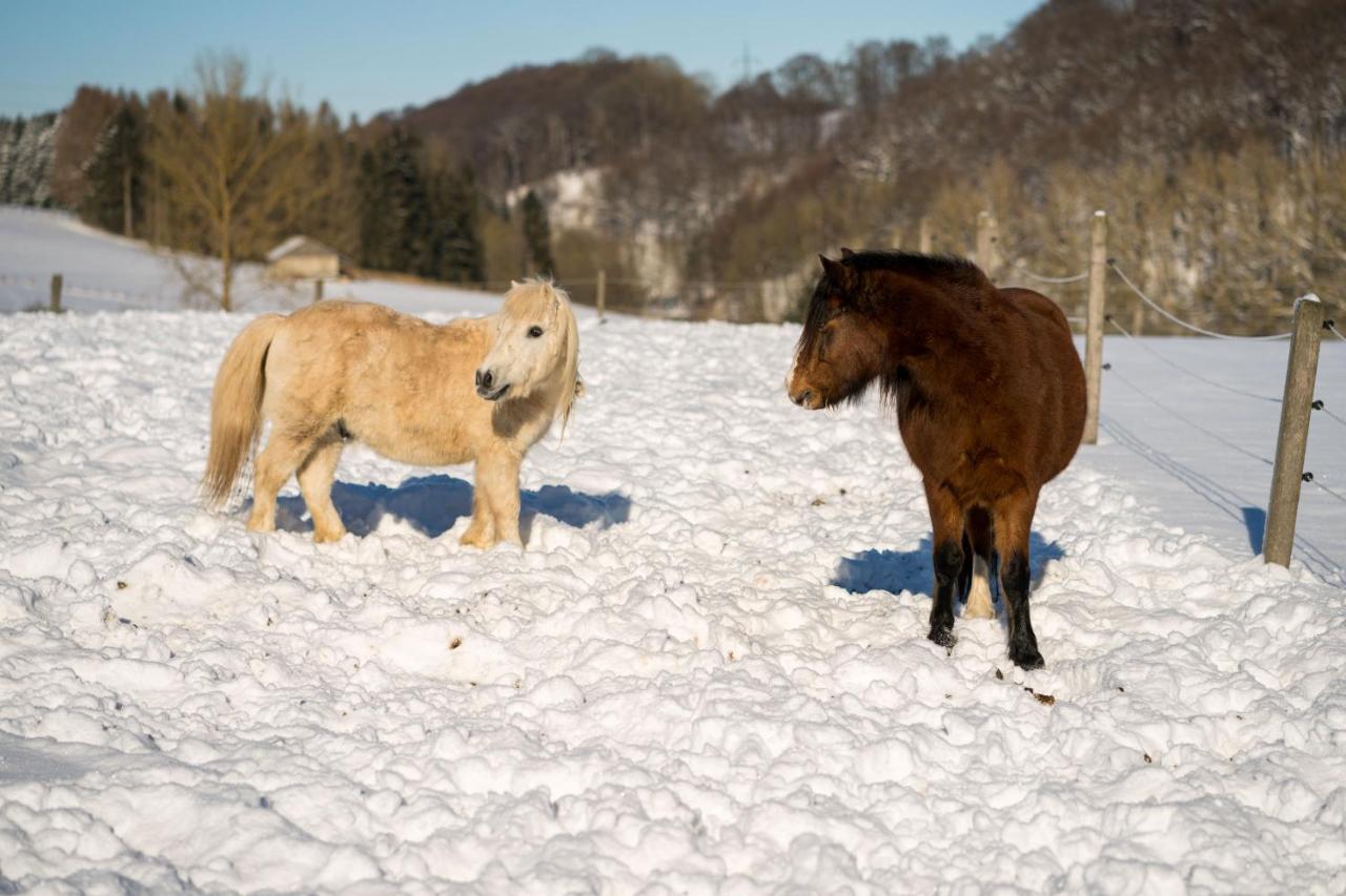 Ferienhof Homann Sauerland Brilon Esterno foto